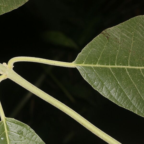 Siparuna gesnerioides Blatt