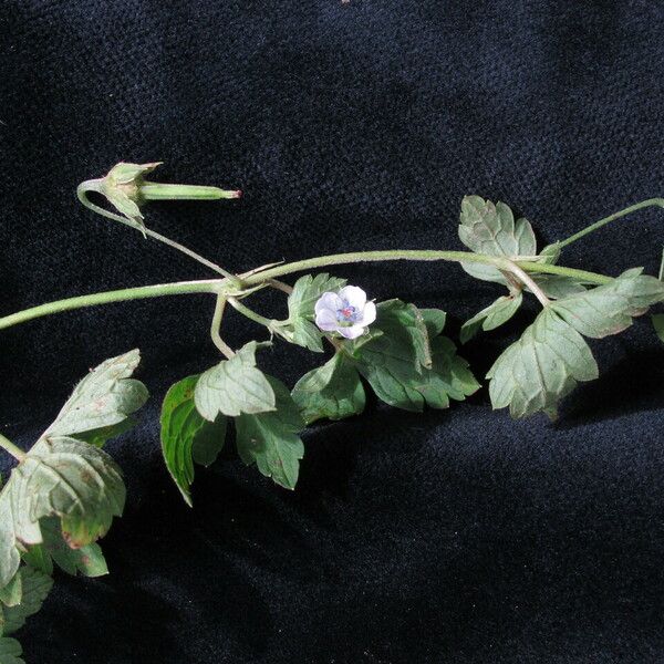 Geranium nepalense Habit