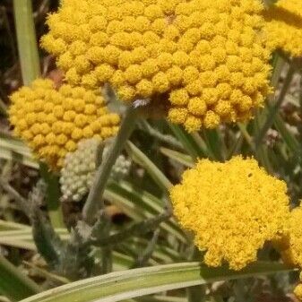 Achillea filipendulina 花