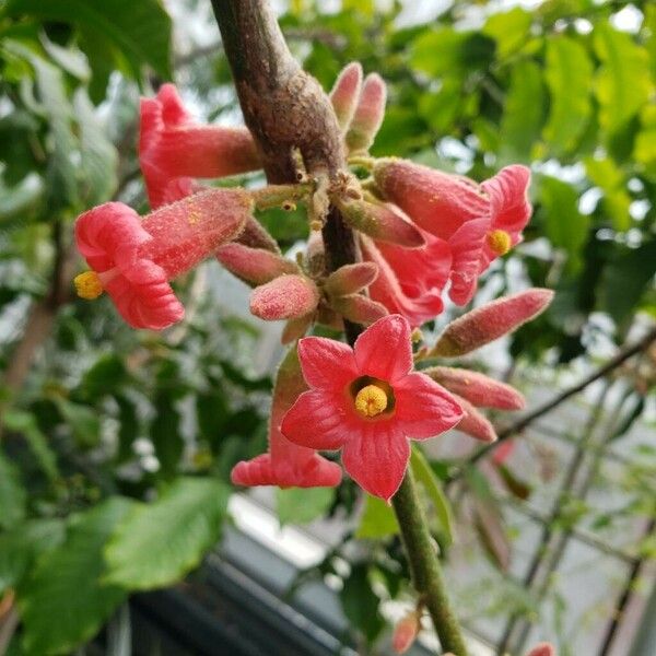 Brachychiton acerifolius Květ