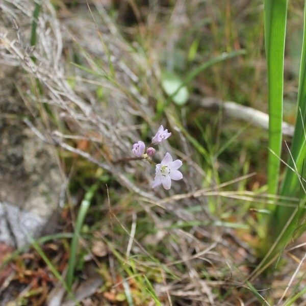 Brimeura fastigiata Flor