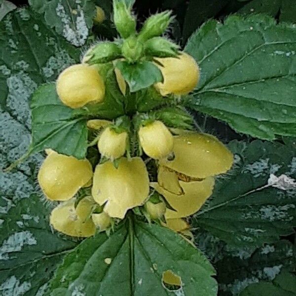 Lamium galeobdolon Blodyn