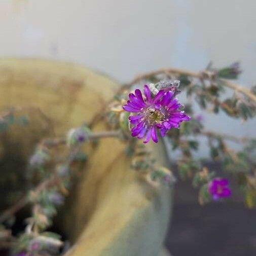 Allionia incarnata Flower