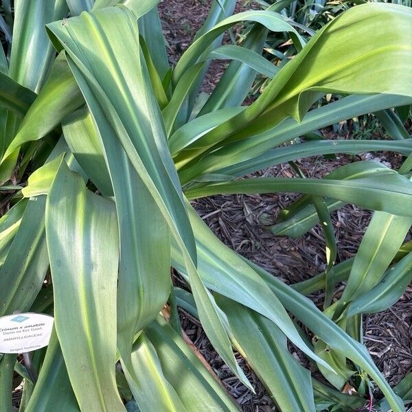 Crinum × amabile Blad