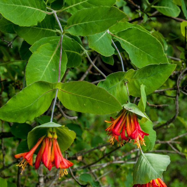 Lonicera ciliosa Leaf