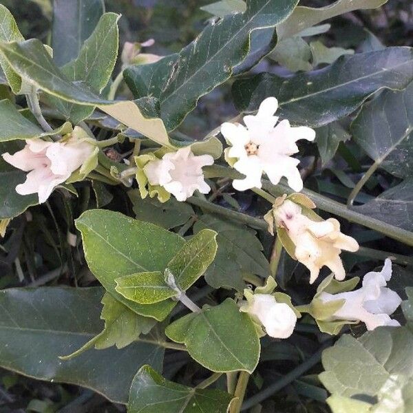 Araujia sericifera Flors