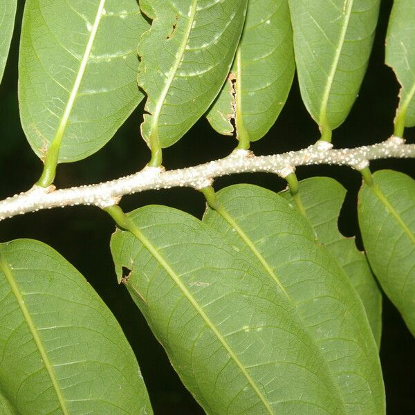 Margaritaria nobilis Leaf