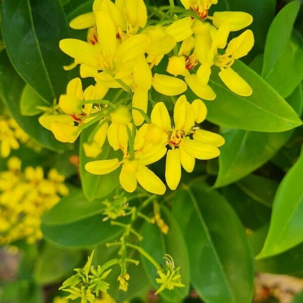 Tristellateia australasiae Flors