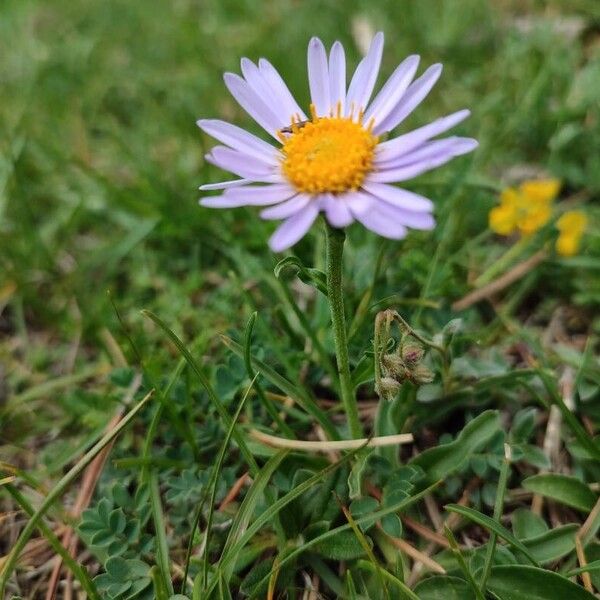 Aster alpinus Kvet