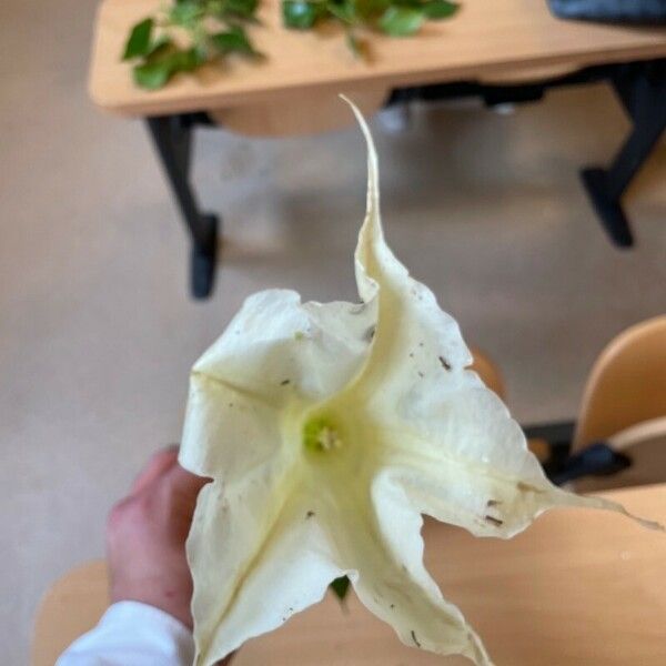 Brugmansia × candida Kukka