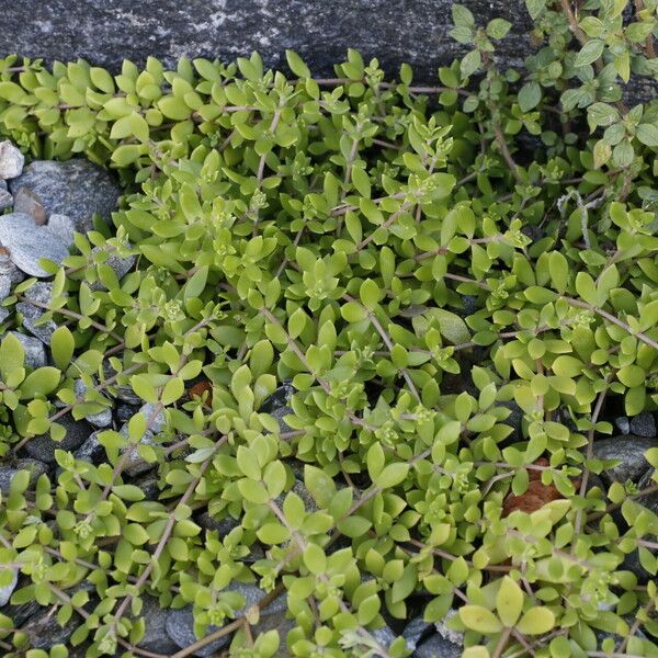 Sedum sarmentosum Folha