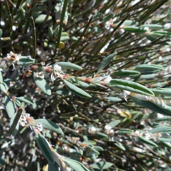 Polygonum maritimum Flor