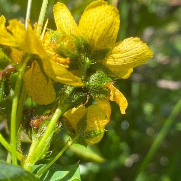 Hypericum richeri Cvet