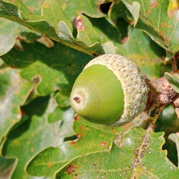 Quercus pubescens फल