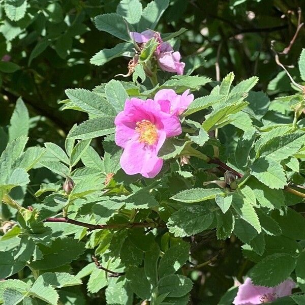 Rosa woodsii Fiore