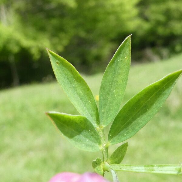 Lathyrus linifolius 葉