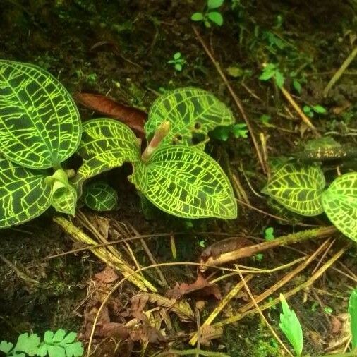 Macodes petola Folha