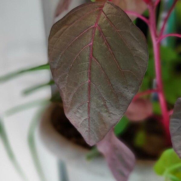 Amaranthus cruentus Leaf