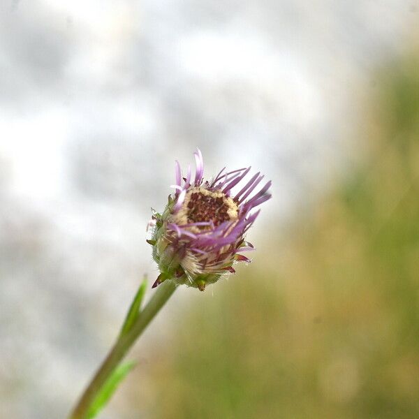 Erigeron alpinus Virág