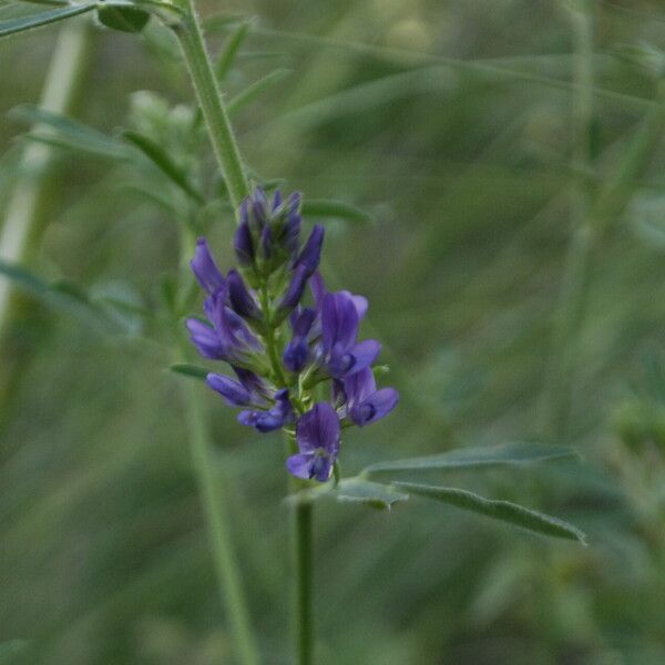 Medicago sativa 花