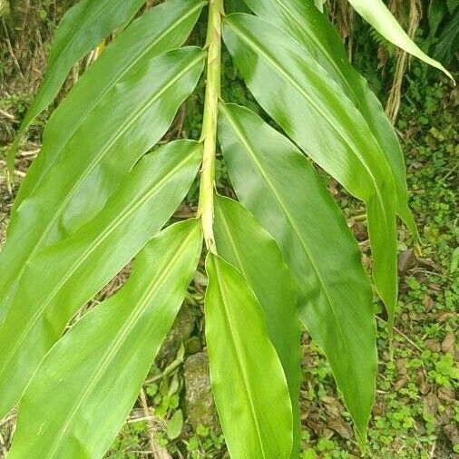 Hedychium flavescens Leaf