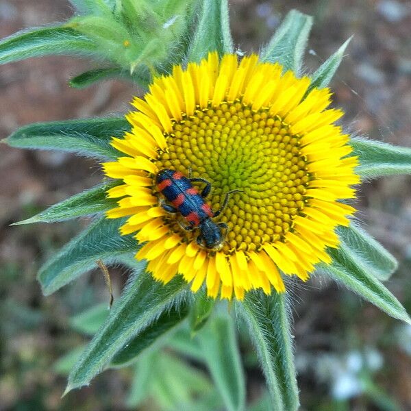 Pallenis spinosa Kvet