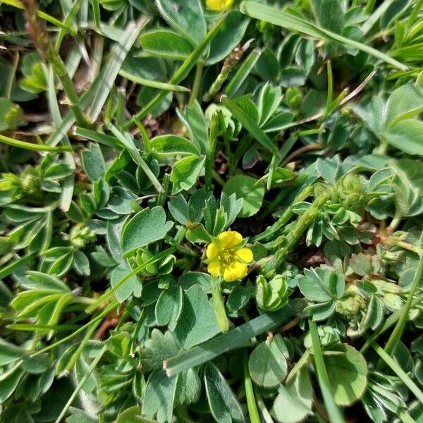 Sibbaldia procumbens Lorea