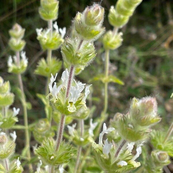 Sideritis hirsuta Bloem