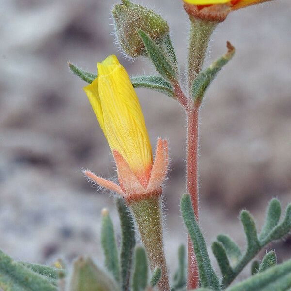 Mentzelia nitens Flower