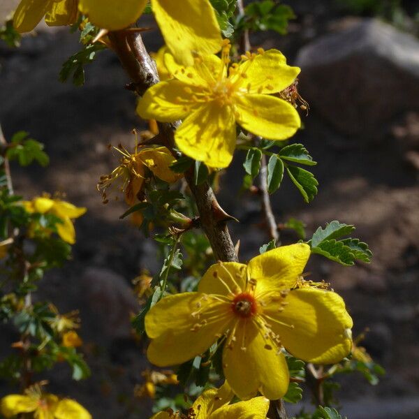 Rosa ecae Flor