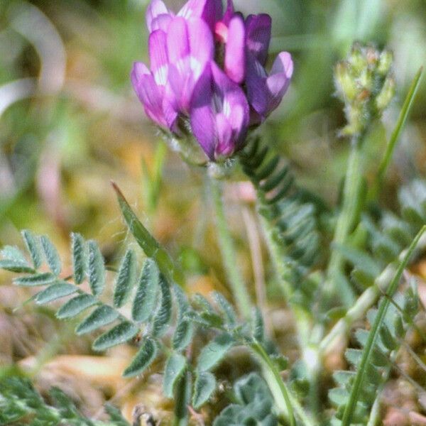 Astragalus danicus Bloem