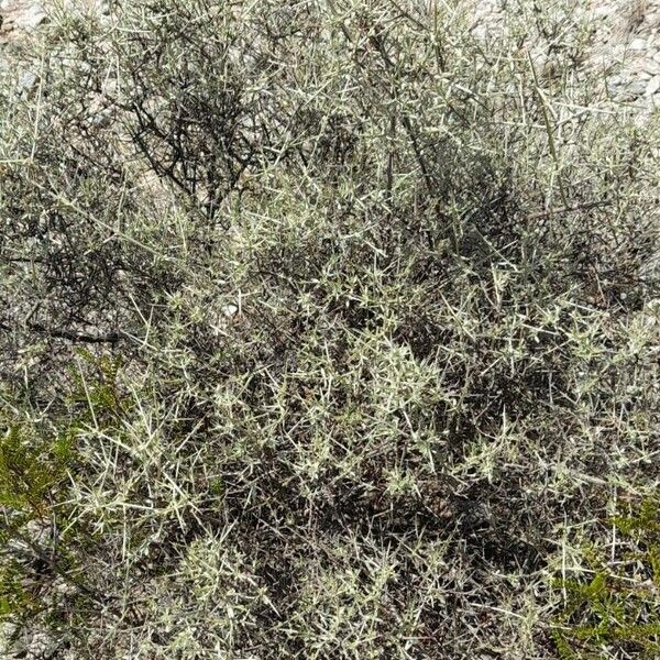 Tricomaria usillo
