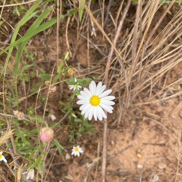 Aphanostephus ramosissimus 花