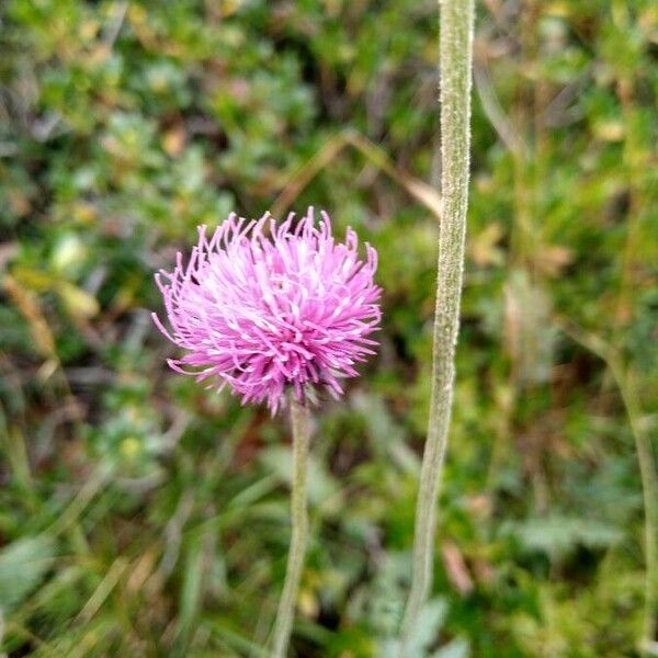 Carduus defloratus 花