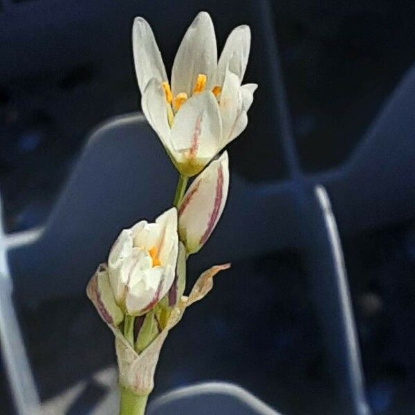 Nothoscordum gracile Flower