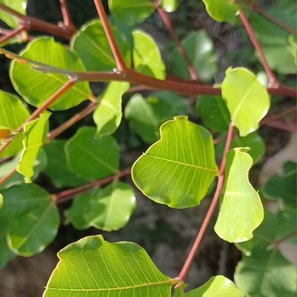 Ceratonia siliqua Leaf