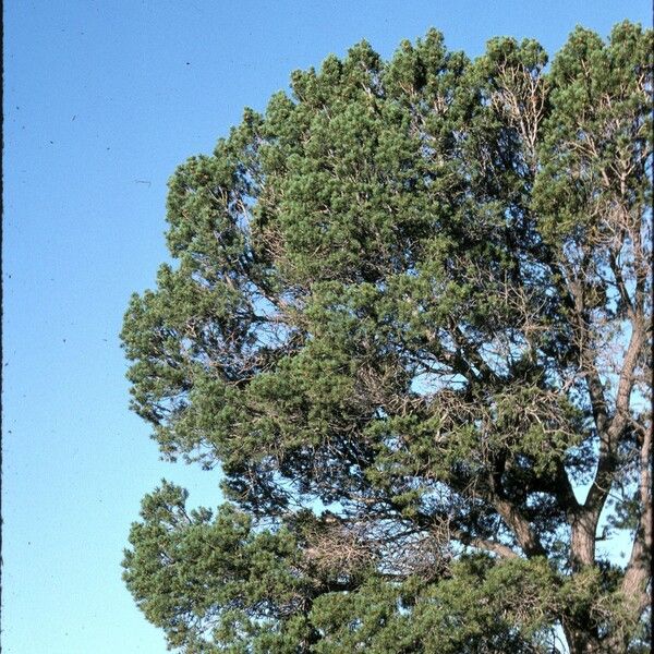 Pinus edulis Habitus