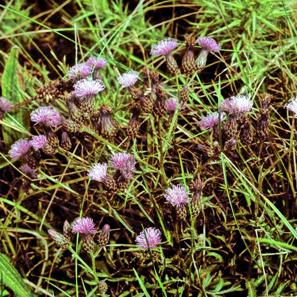 Serratula tinctoria Flower