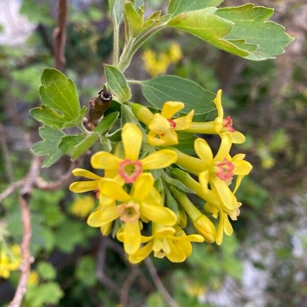 Ribes aureum Kwiat