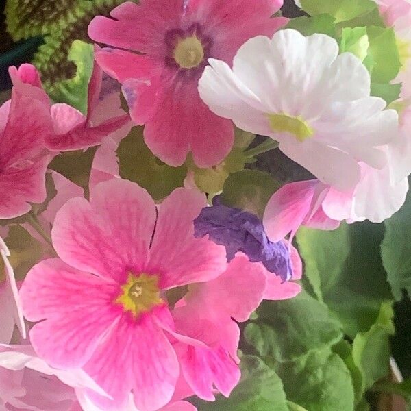 Primula rosea Flower