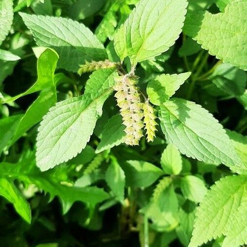 Elsholtzia ciliata पत्ता