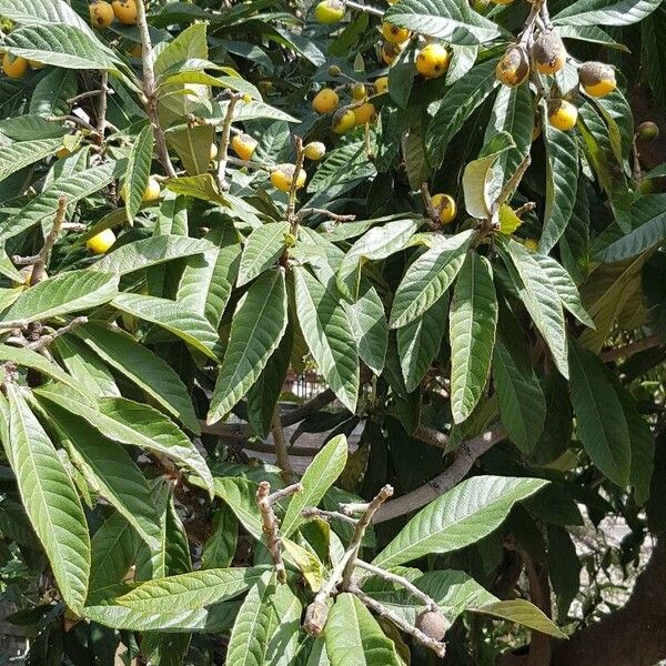 Rhaphiolepis bibas Fruit