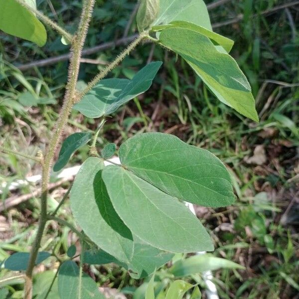 Mimosa albida Blad