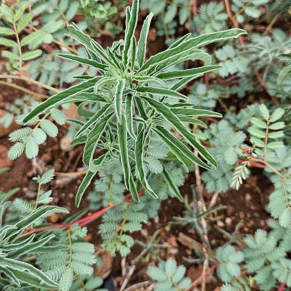 Leucas jamesii Hoja