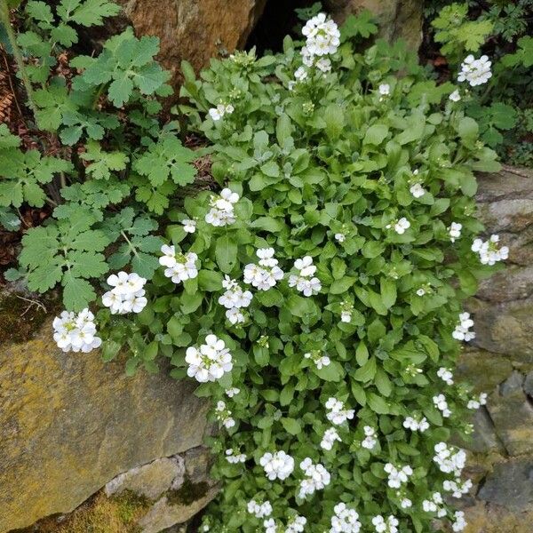 Arabis caucasica ᱵᱟᱦᱟ