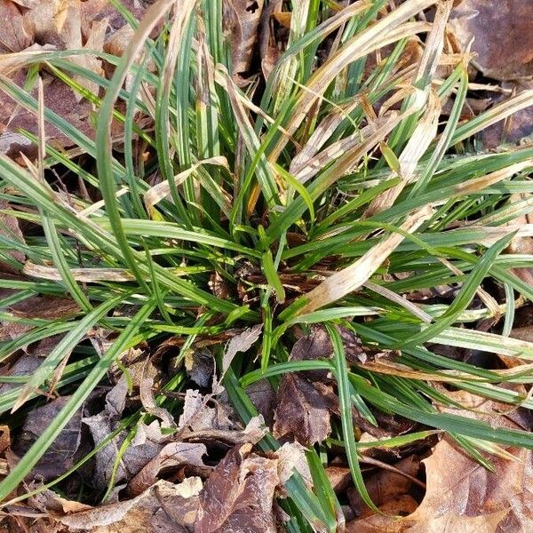 Carex sylvatica Yeri