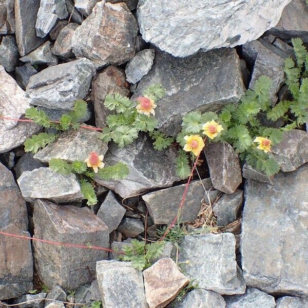 Geum reptans Plante entière