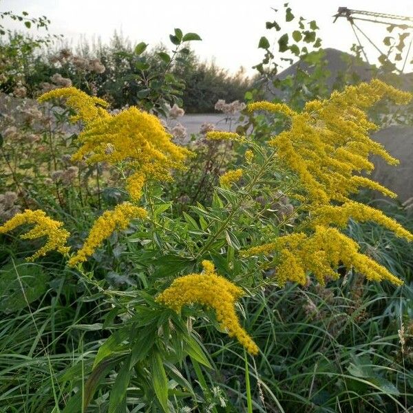 Solidago canadensis Flower