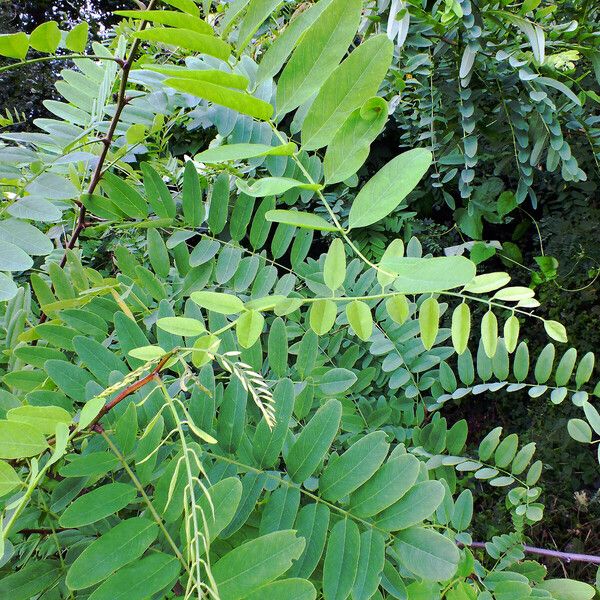 Robinia pseudoacacia Lehti