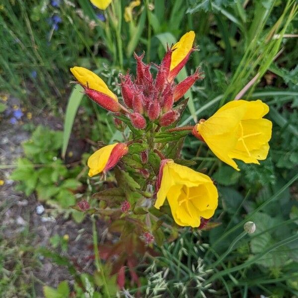 Oenothera fruticosa Floare